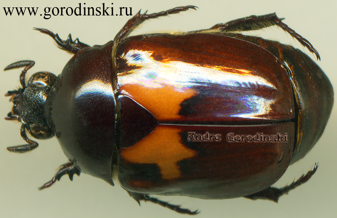 http://www.gorodinski.ru/scarabs/Parastasia klossi.jpg